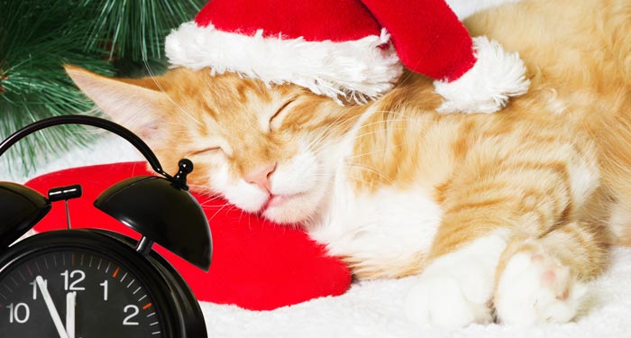 Sleeping cat with a Santa hat